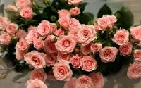 Bulmaca Rozovie rozi