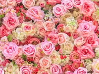 Quebra-cabeça Pink roses