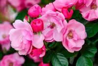 Слагалица Pink roses