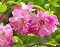 Quebra-cabeça Pink flowers