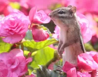 Пазл Розовые цветы