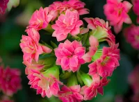 Jigsaw Puzzle Pink flowers