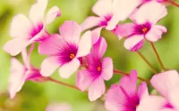 Bulmaca Pink flowers