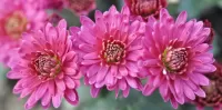 Слагалица Pink flowers