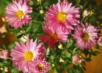 Jigsaw Puzzle pink flowers
