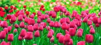 Пазл Розовые тюльпаны