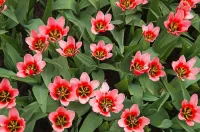 Slagalica Pink tulips