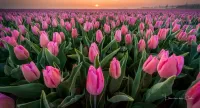 パズル Pink tulips