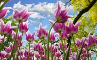 Slagalica Pink tulips