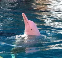Puzzle Pink Dolphin