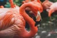Rätsel Pink flamingo