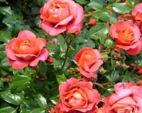 Slagalica rose bush