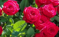 Слагалица Rose bush