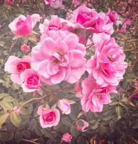 Puzzle rose bush