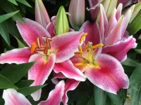 Rätsel pink daylily