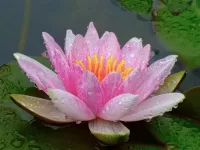 Rätsel Pink Lotus