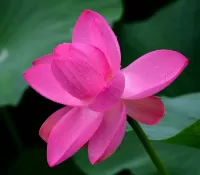 Jigsaw Puzzle Pink Lotus