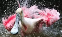 Пазл Розовый пеликан