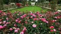 Puzzle Rose garden