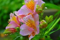 Slagalica Pink flower