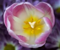 Rompecabezas Pink Tulip
