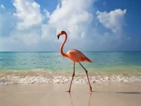 Zagadka Pink Flamingo