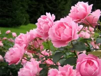 パズル The rose Bush