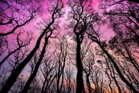 Jigsaw Puzzle Pink sky