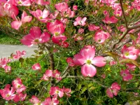 パズル pink inflorescence