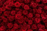 Пазл Рубиновые розы