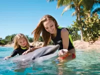 Jigsaw Puzzle with Dolphin