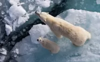 パズル With mom on the ice