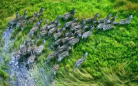 Jigsaw Puzzle From the watering hole