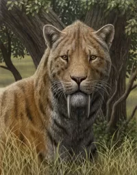 Слагалица Saber-toothed tiger