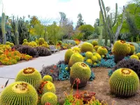 Jigsaw Puzzle Garden of cacti