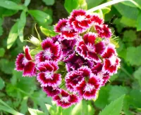 Rätsel Garden carnation