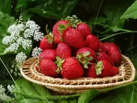 Rompecabezas Garden strawberry