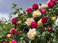 Bulmaca Sadovie rozi
