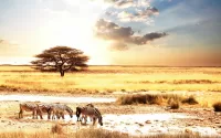 Rompecabezas Safari