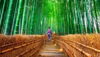 Quebra-cabeça Sagano Bamboo Forest