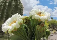 Zagadka Saguaro