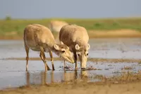 Puzzle Saigas at a watering place