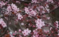 Rompicapo Sakura