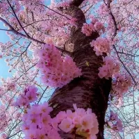 Slagalica Sakura
