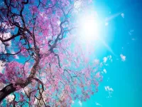 Quebra-cabeça Sakura in the sun