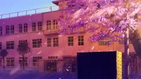 Quebra-cabeça Sakura at the building