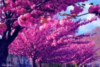 Rompecabezas Sakura in bloom