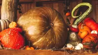 Quebra-cabeça The largest pumpkin