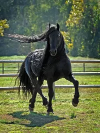 Пазл Самый красивый конь