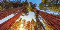 Zagadka Sequoia Dendron